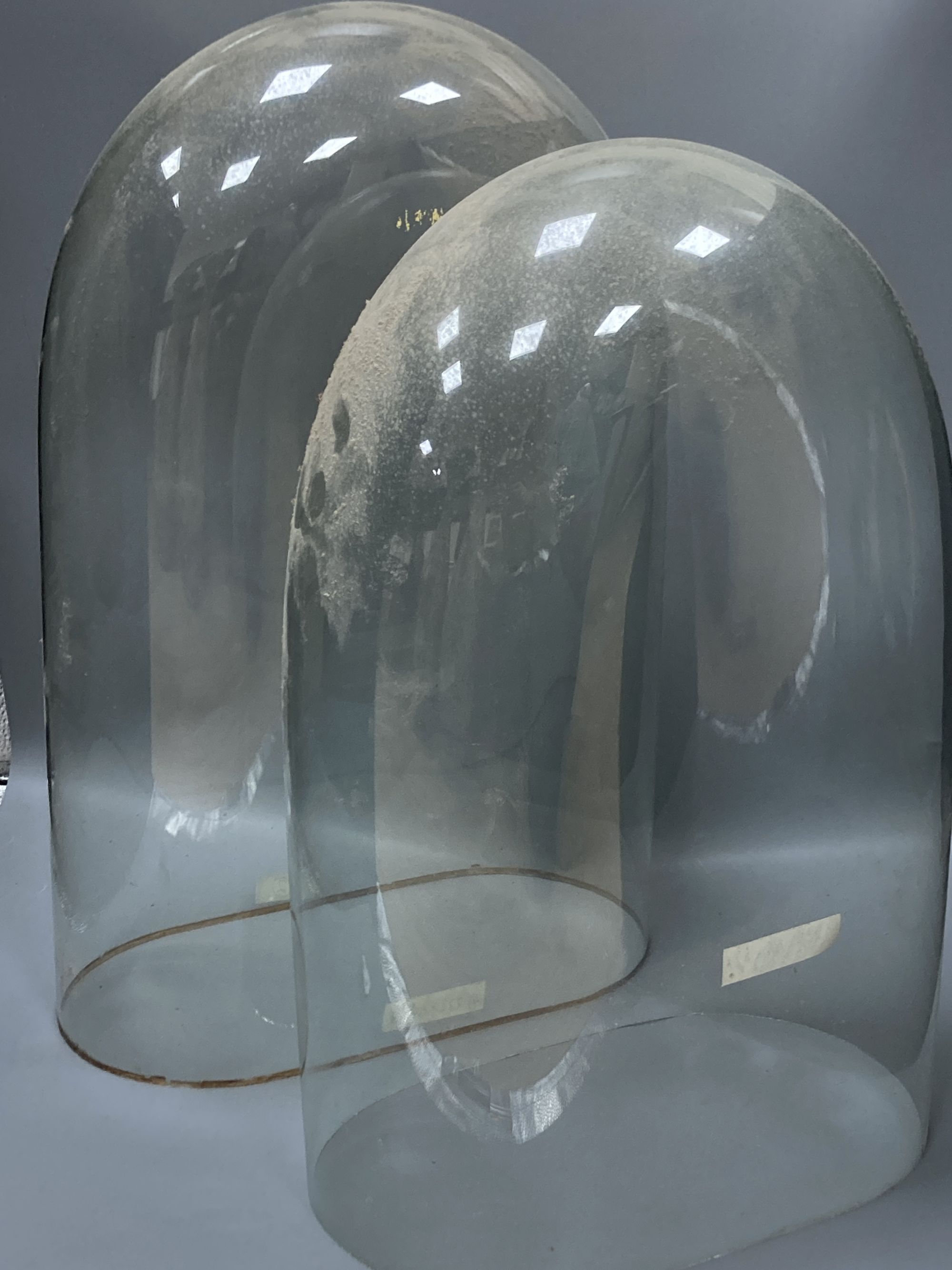 Two large Victorian glass domes with bases, tallest 57cm